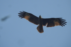 Aves