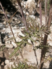 Cirsium pinetorum