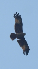 Aves
