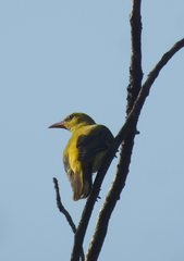 Oriolus kundoo