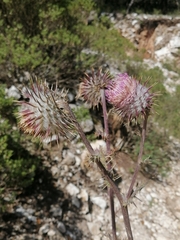 Cirsium pinetorum