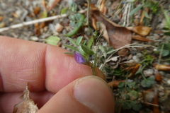 Vicia lathyroides