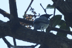 Aves