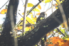 Caprimulgidae