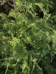 Gleichenia dicarpa