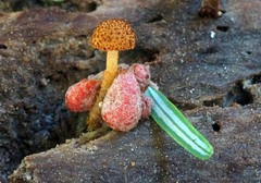 Tubariaceae