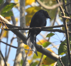 Passeriformes
