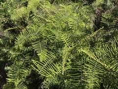 Gleichenia dicarpa