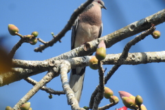 Streptopelia chinensis