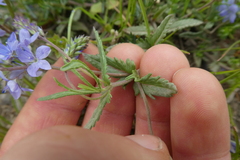 Veronica prostrata