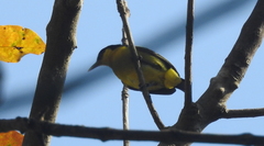 Aegithina tiphia
