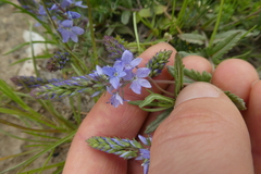 Veronica prostrata