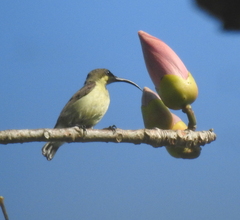 Cinnyris lotenius