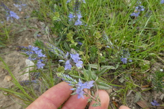 Veronica prostrata