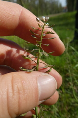 Noccaea caerulescens