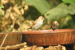 Lonchura punctulata