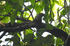 Aves