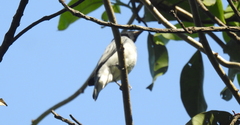 Passeriformes