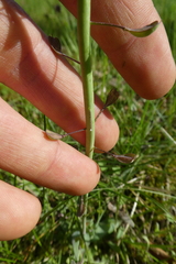 Noccaea caerulescens