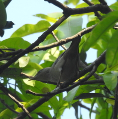 Passeriformes
