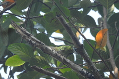 Aves