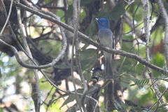Hypothymis azurea