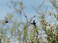 Stangeella cyaniventris