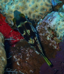 Canthigaster valentini
