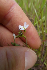 Arabidopsis arenosa arenosa