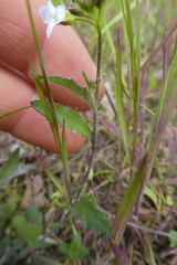 Arabidopsis arenosa arenosa
