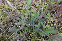 Arabidopsis arenosa arenosa
