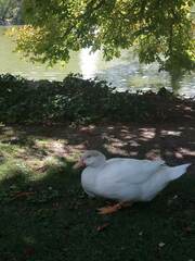 Anas platyrhynchos × Cairina moschata