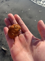 Botrylloides violaceus