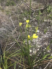 Bobartia longicyma magna