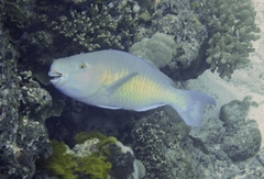 Scarus rubroviolaceus