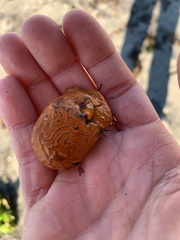 Botrylloides violaceus