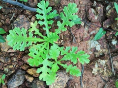 Grangea maderaspatana