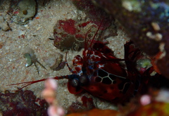 Odontodactylus scyllarus