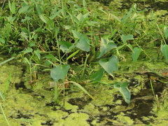Pontederia vaginalis