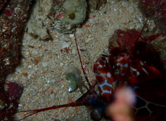 Odontodactylus scyllarus