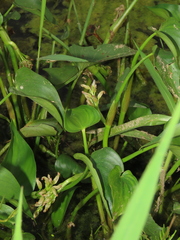 Pontederia vaginalis