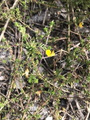 Aspalathus retroflexa