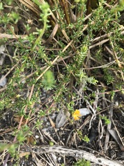 Aspalathus retroflexa