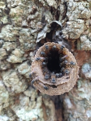 Scaptotrigona postica