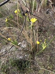 Bobartia longicyma magna