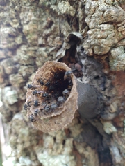 Scaptotrigona postica