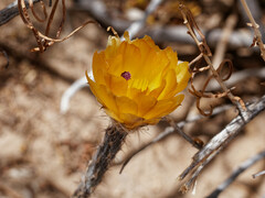 Pterocactus tuberosus