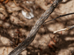 Pterocactus tuberosus