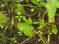 Lemna aequinoctialis