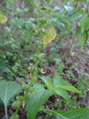 Ocimum